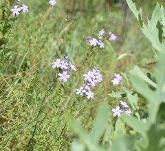 Jamesbrittenia grandiflora, photograph (c) Justin Ponder, some rights reserved (CC BY)