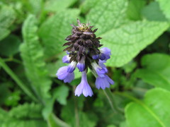 Primula deflexa