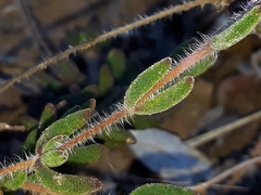Drosanthemum striatum