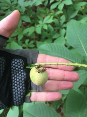 Aesculus parviflora