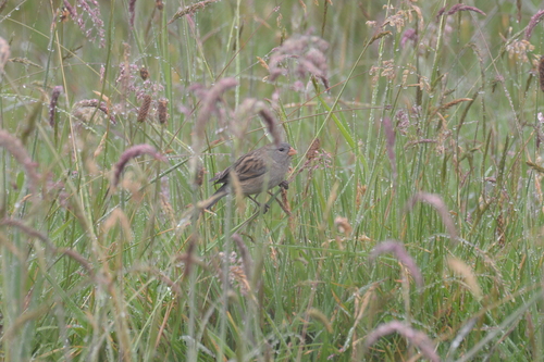 Plain-colored Seedeater (Catamenia inornata), photo 7