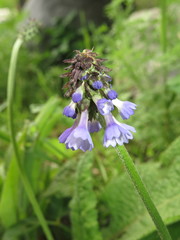 Primula deflexa