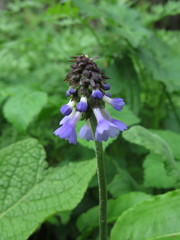 Primula deflexa