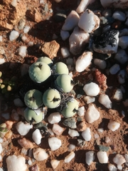 Conophytum calculus