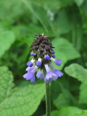 Primula deflexa