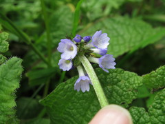 Primula deflexa