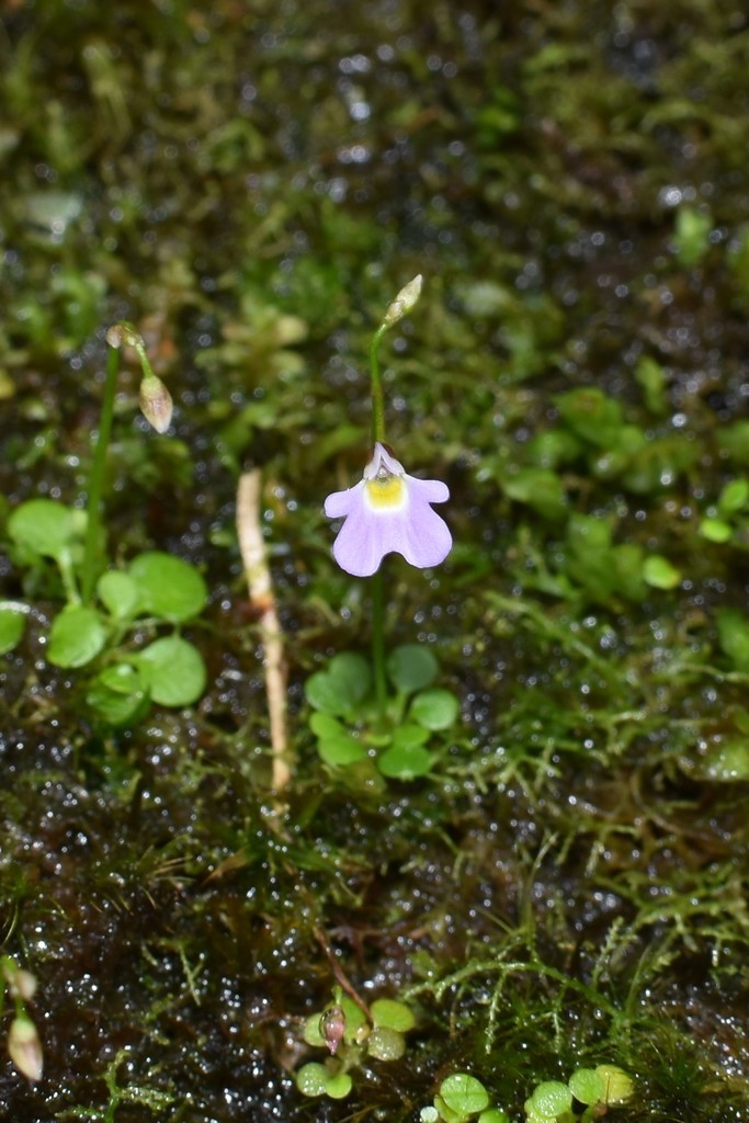 Utricularia phusoidaoensis (Utricularia phusoidaoensis)
