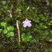 Utricularia phusoidaoensis - Photo (c) James Ojascastro, some rights reserved (CC BY-NC-SA), uploaded by James Ojascastro