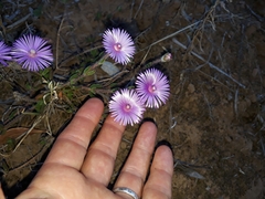 Drosanthemum striatum
