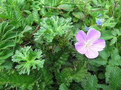 Geranium pylzowianum