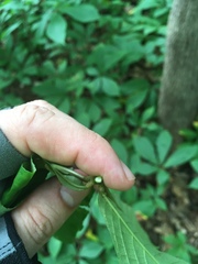 Aesculus parviflora