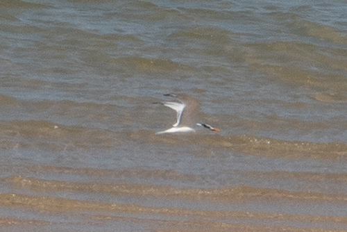 West African Crested Tern (Thalasseus albididorsalis), photo 4