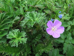Geranium pylzowianum