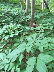 Aesculus parviflora