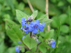 Microula sikkimensis