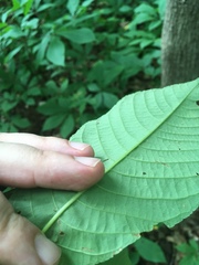 Aesculus parviflora