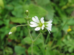 Cerastium furcatum