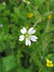 Cerastium furcatum