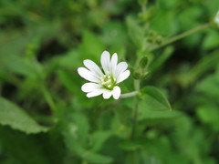 Cerastium furcatum