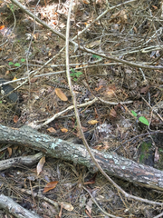 Sistrurus miliarius streckeri