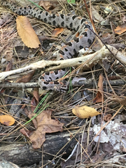 Sistrurus miliarius streckeri