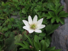 Eriocapitella rivularis