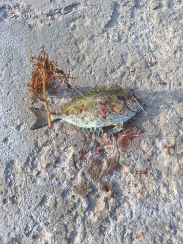 African whitespotted rabbitfish (Siganus sutor) — Siganidae