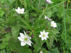 Eriocapitella rivularis