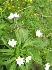 Eriocapitella rivularis