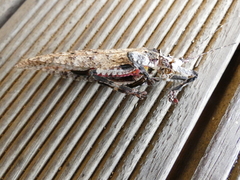 Cymatomera denticollis