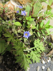 Gentiana aquatica pseudoaquatica