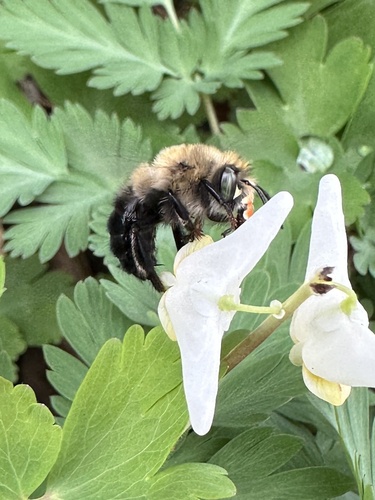 Anthophora ursina photographed in Maryland