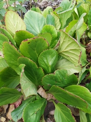 Bergenia