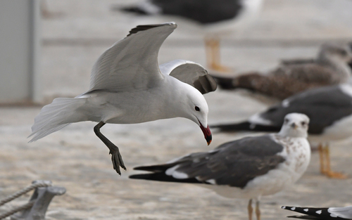 Gaviota de Audouin (Larus audouinii)