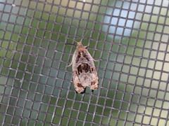 Olethreutes melanomesum