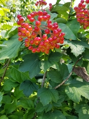 Viburnum