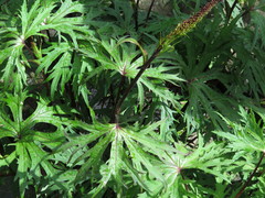 Ligularia przewalskii