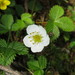 Oriental Strawberry - Photo (c) yaoshawn, some rights reserved (CC BY-NC)