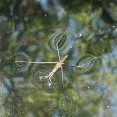 Gerromorpha