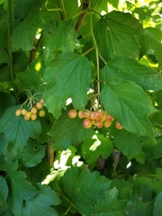 Viburnum