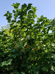 Viburnum
