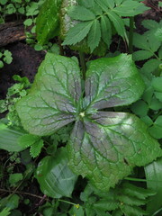 Podophyllum hexandrum