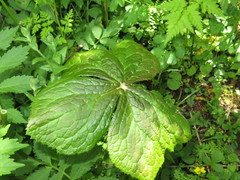 Podophyllum hexandrum