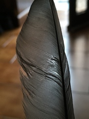 Garrulus glandarius graecus