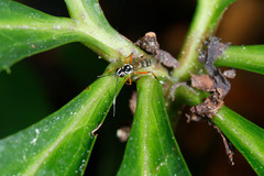 Glabridorsum stokesii