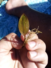 Potamogeton polygonifolius