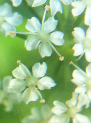 Oenantheae