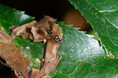 Glabridorsum stokesii