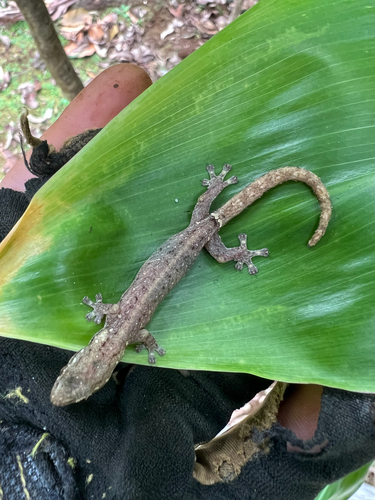 Hemiphyllodactylus typus observed 2025-04-03