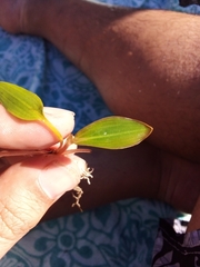 Potamogeton polygonifolius